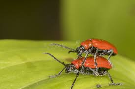 Attēlu rezultāti vaicājumam “Pyrochroa coccinea”