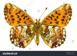 Attēlu rezultāti vaicājumam “Boloria aquilonaris”