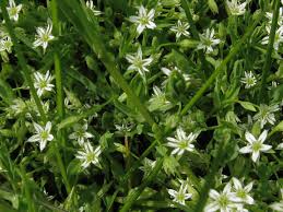 Attēlu rezultāti vaicājumam “Stellaria alsine”