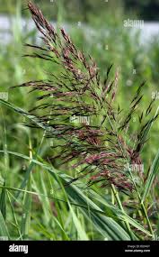 Attēlu rezultāti vaicājumam “Phragmites communis flower”