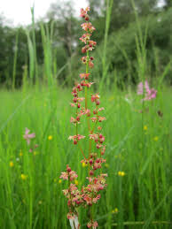 Attēlu rezultāti vaicājumam “Rumex acetosella flower”