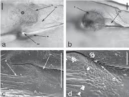 Attēlu rezultāti vaicājumam “Elasmucha ferrugata”