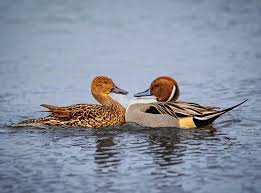 Image result for Anas acuta