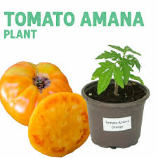 Afbeeldingsresultaat voor amana orange beefsteak tomato