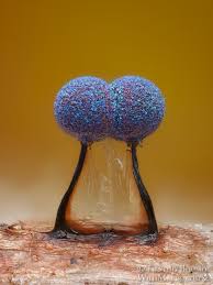 Attēlu rezultāti vaicājumam “Lamproderma violaceum macro”