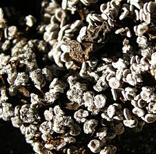 Attēlu rezultāti vaicājumam “Physarum pezizoideum macro”