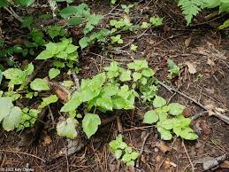 Attēlu rezultāti vaicājumam “Circaea alpina leaf”