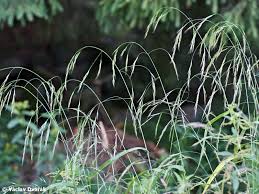 Attēlu rezultāti vaicājumam “Festuca gigantea”