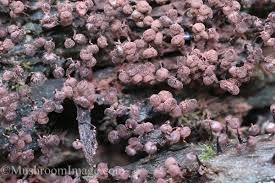 Attēlu rezultāti vaicājumam “Cribraria cancellata var. fusca spores”