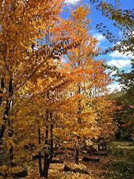 Attēlu rezultāti vaicājumam “Cercidiphyllum japonicum”