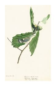 Image result for Dendroica magnolia