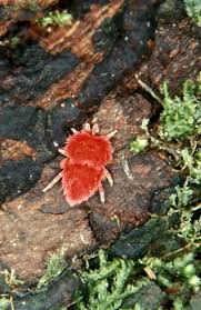 Attēlu rezultāti vaicājumam “Trombidiidae”