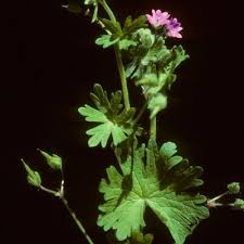 Attēlu rezultāti vaicājumam “Geranium molle”
