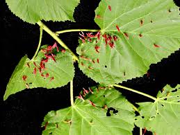 Attēlu rezultāti vaicājumam “Tilia platyphyllos subsp. cordifolia leaf”