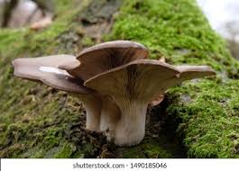 Attēlu rezultāti vaicājumam “Panellus serotinus”