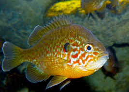 Image result for Lepomis gibbosus