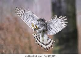 Attēlu rezultāti vaicājumam “Accipiter gentilis”