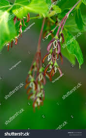 Attēlu rezultāti vaicājumam “Acer negundo female flower”