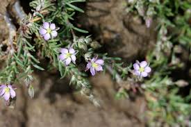Attēlu rezultāti vaicājumam “Spergularia rubra leaf”