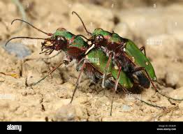 Attēlu rezultāti vaicājumam “Cicindela campestris imago”