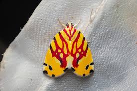 Attēlu rezultāti vaicājumam “Nolidae”