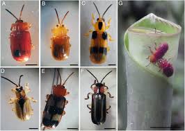 Attēlu rezultāti vaicājumam “Bolitophagus reticulatus larva”