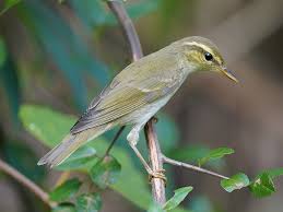 Image result for Phylloscopus borealis