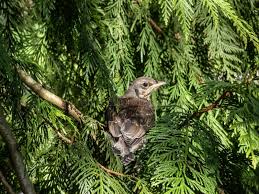 Attēlu rezultāti vaicājumam “Turdus pilaris juvenile”