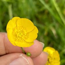 Attēlu rezultāti vaicājumam “Ranunculus repens flower”