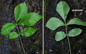 Attēlu rezultāti vaicājumam “Carya ovata leaf”