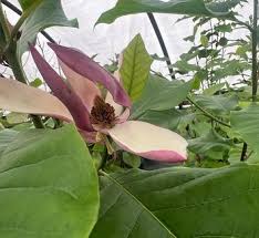 Attēlu rezultāti vaicājumam “Magnolia kobus flower”