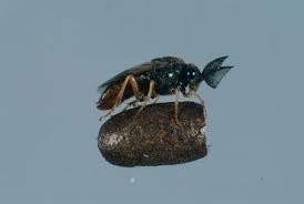 Attēlu rezultāti vaicājumam “Diprionidae cocoon”