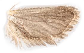 Attēlu rezultāti vaicājumam “Luquetia lobella”