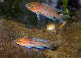 Attēlu rezultāti vaicājumam “Cygnus cygnus adult”