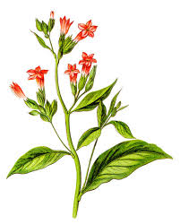 Attēlu rezultāti vaicājumam “Nicotiana tabacum flower”