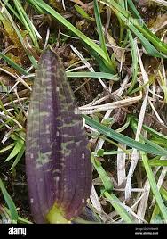 Attēlu rezultāti vaicājumam “Dactylorhiza cruenta leaf”