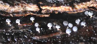 Attēlu rezultāti vaicājumam “Didymium sp.”