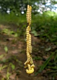 Attēlu rezultāti vaicājumam “Sacchiphantes abietis exuvia”