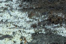 Attēlu rezultāti vaicājumam “Mucronella calva”