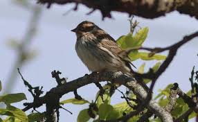 Image result for Emberiza pusilla