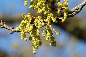 Attēlu rezultāti vaicājumam “Quercus robur male flower”