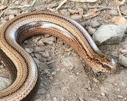 Attēlu rezultāti vaicājumam “Anguis fragilis adult”