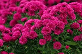 Image result for Aster novi-belgii