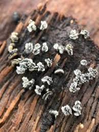 Attēlu rezultāti vaicājumam “Physarum pezizoideum macro”