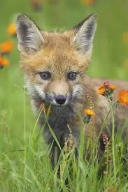 Attēlu rezultāti vaicājumam “Vulpes vulpes  juvenile”