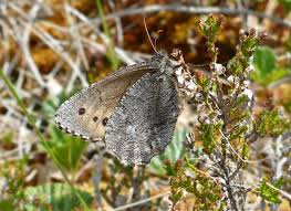 Attēlu rezultāti vaicājumam “Oeneis jutta”