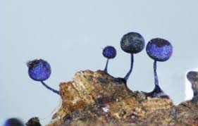 Attēlu rezultāti vaicājumam “Symphytocarpus flaccidus”