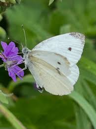 Attēlu rezultāti vaicājumam “Pieris rapae”