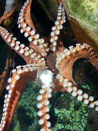 Attēlu rezultāti vaicājumam “Octospora splachnophila”