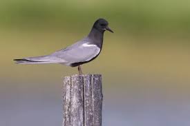 Attēlu rezultāti vaicājumam “Chlidonias niger”